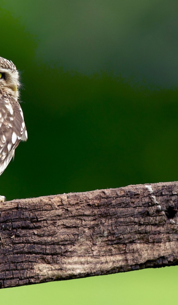 Сова на доске с гвоздем