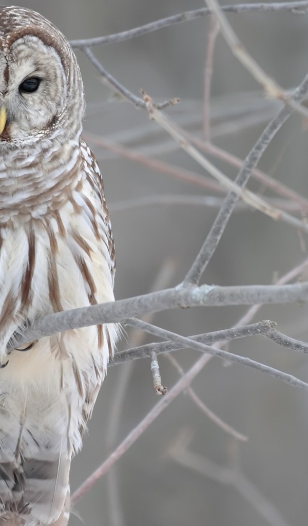 Сова на обледеневших ветках дерева