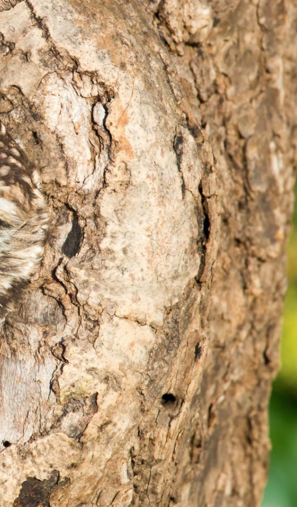Сова сидит в дупле дерева
