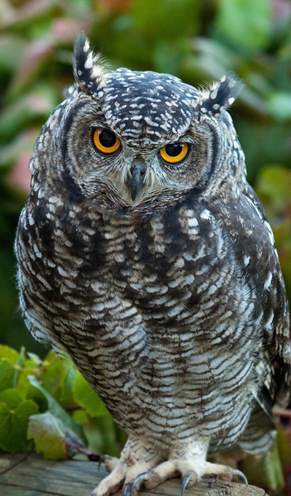 Сова сидит в винограднике