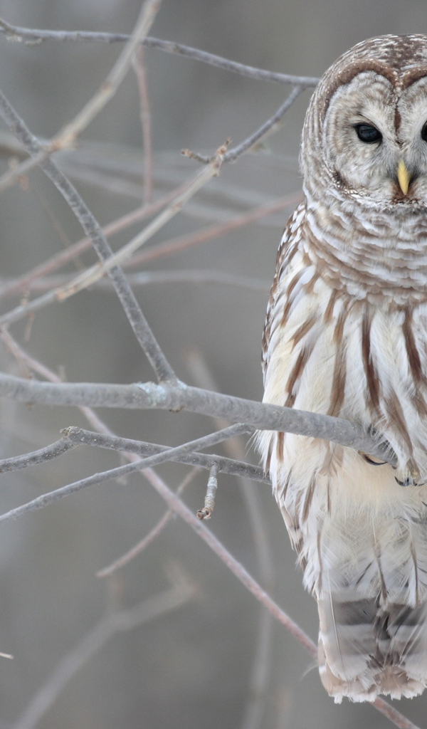 Сова сидит на голой ветке