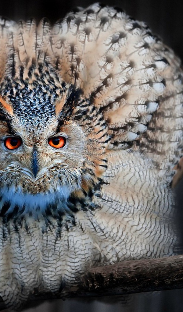 Сова сидя на ветке распустила перья