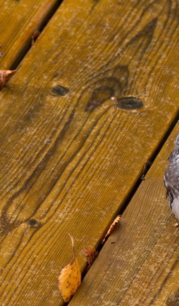 Совенок на деревянных досках