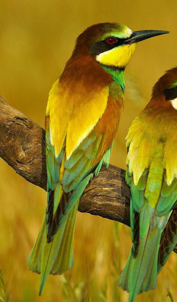 Пара щурков на засохшей коряге