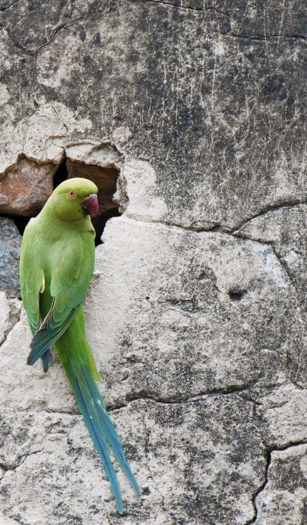 Попугай на потрескавшейся стене