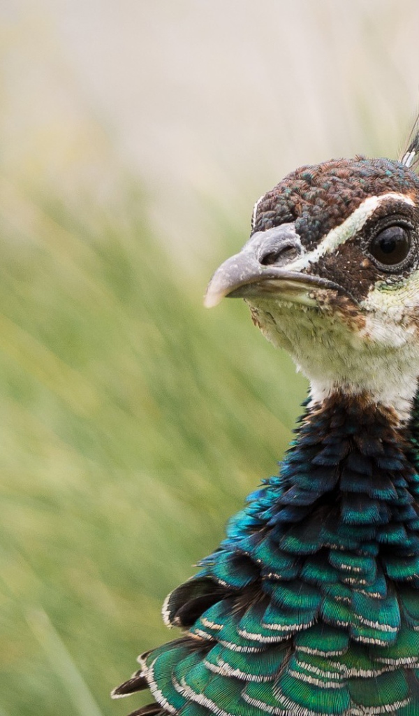 Голова павлина на фоне зелени