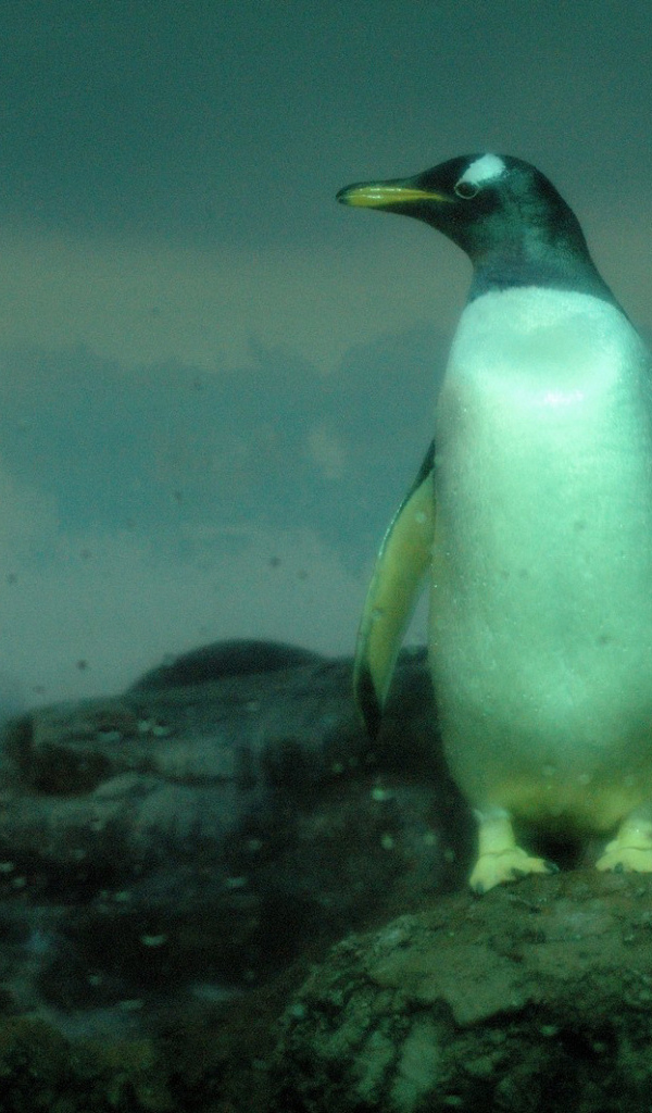 Пингвины на скалах