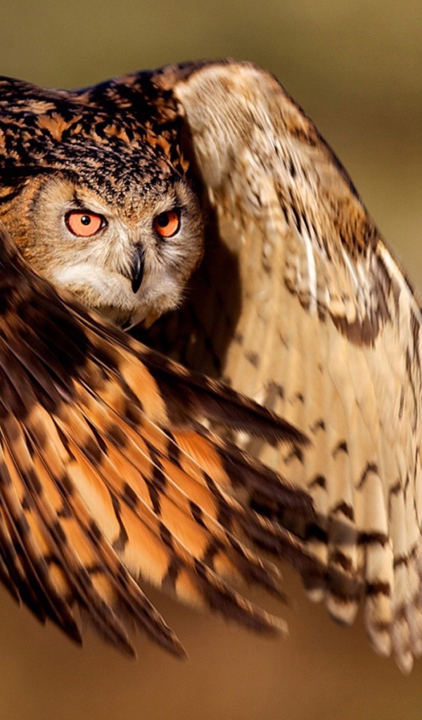 Фото совы в полете