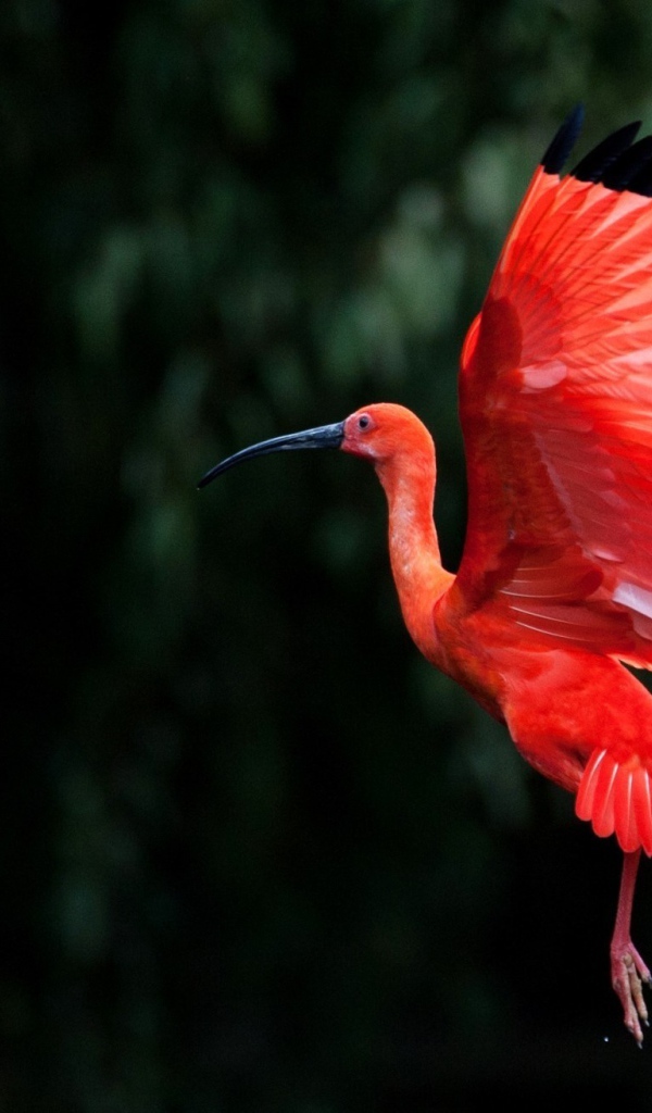 Розовая птица взмахнула крыльями