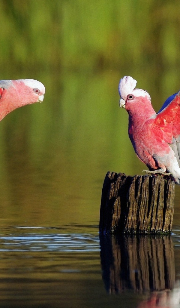 Розовые птицы у пенька торчащего из воды