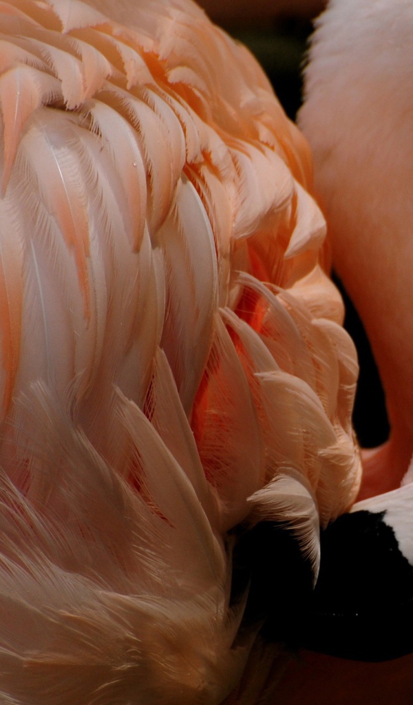 Розовый фламинго чистит перья