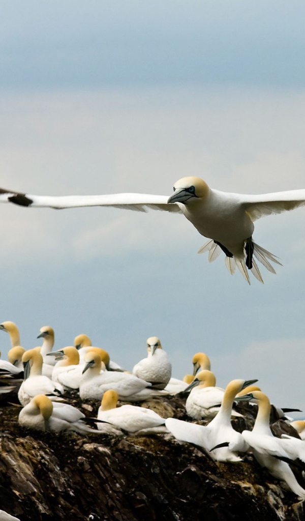 Место гнездовья чаек