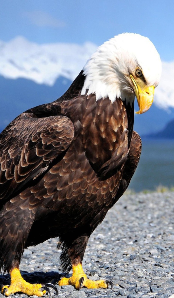 Гордый орел и ворона