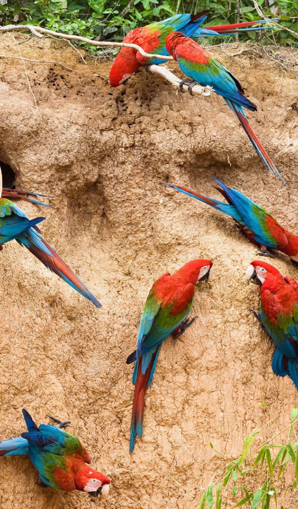Гнезда радужных попугаев