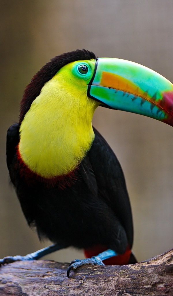 Радужный клюв тукана