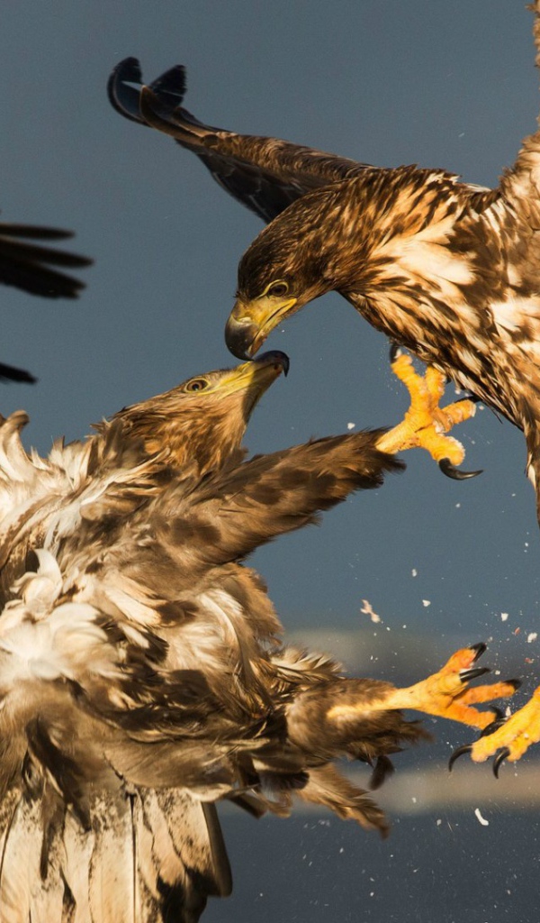 Схватка двух беркутов