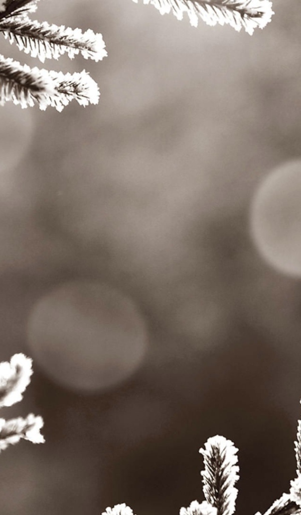 Красный кардинал на покрытой инеем ветке