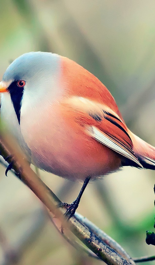 Красная злая птичка