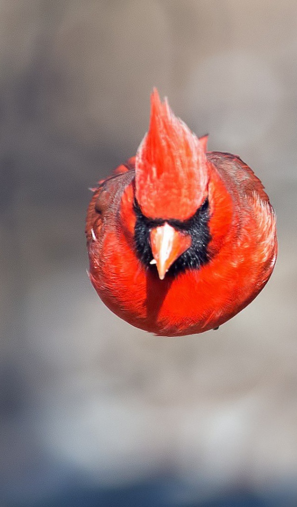 Красная птица в полете