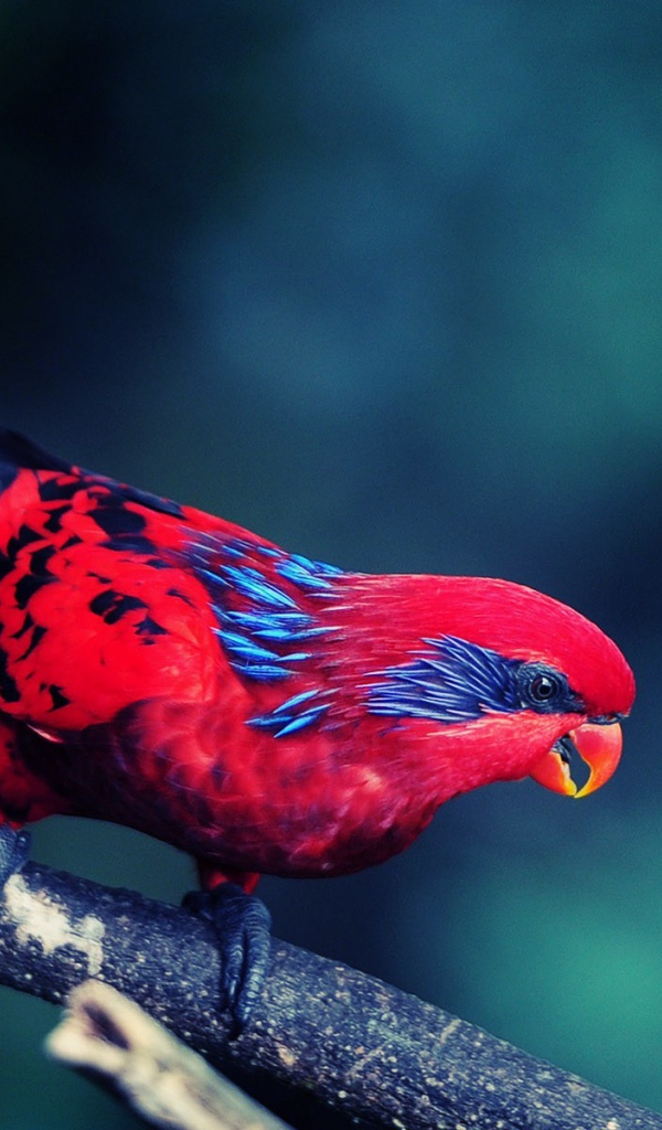 Красная птица с черным хвостом