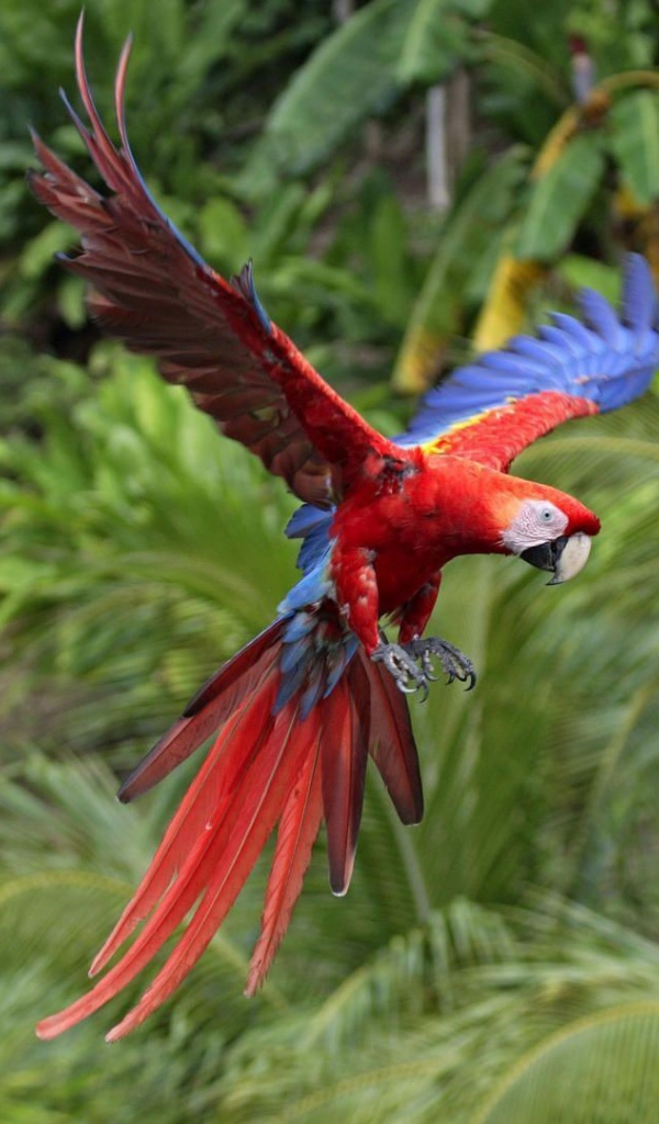 Красный попугай летит в тропиках