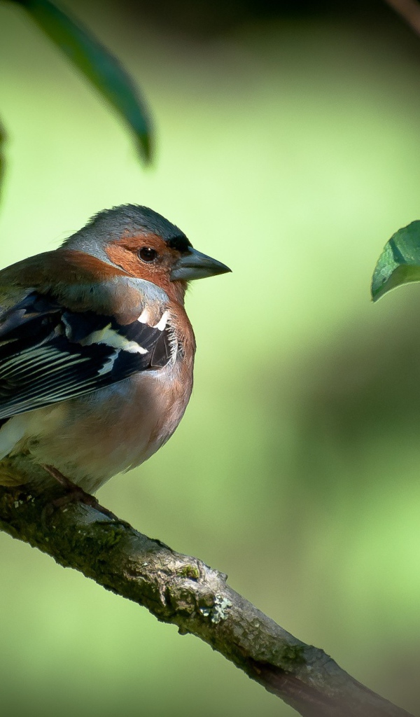 Вьюрок с черными крыльями на ветке дерева