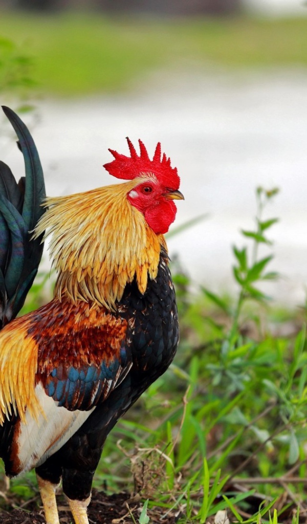 Петух стоит в траве
