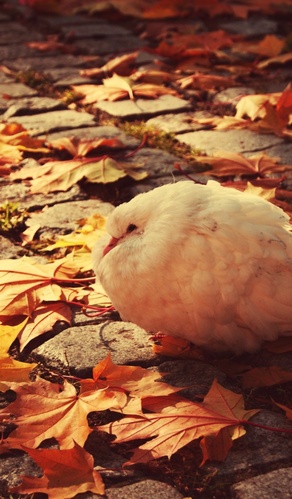 Нахохлившийся белый голубь на листьях