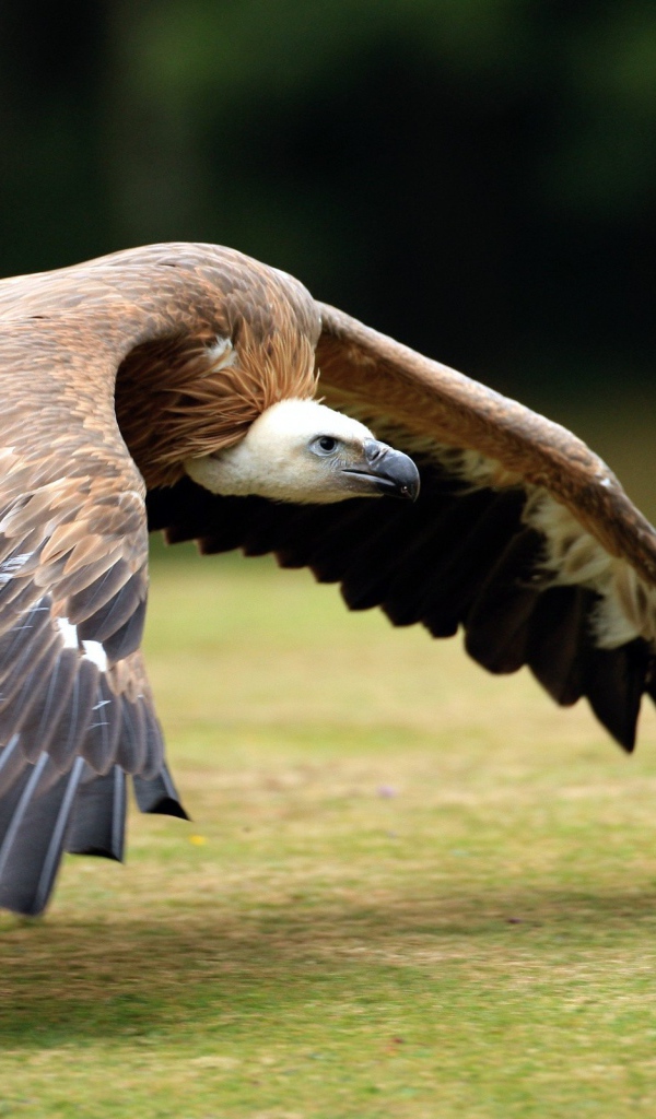 Падальщик летит над землей
