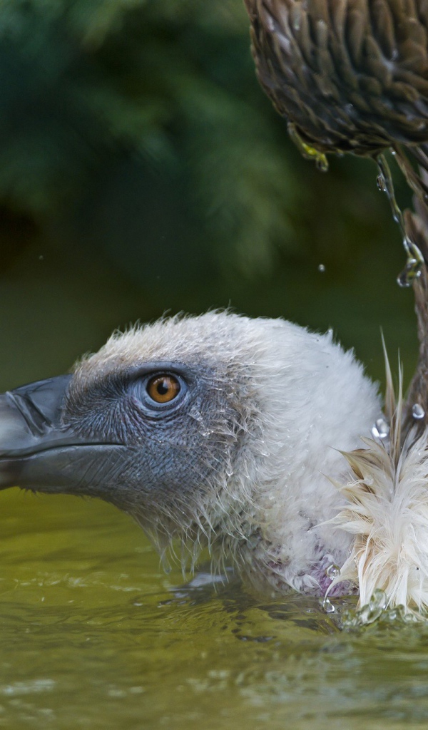 Падальщик в воде