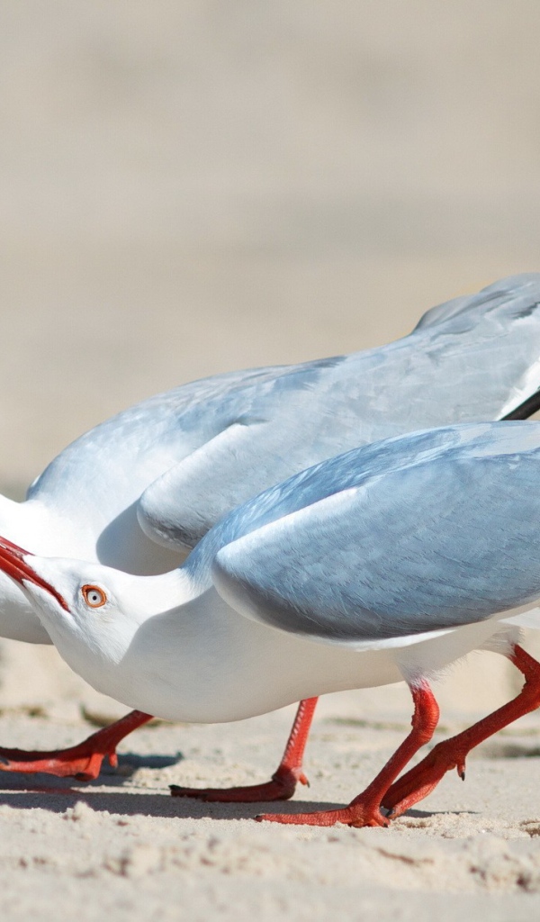 Чайки выгибают шеи вверх