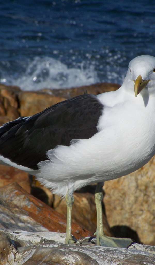 Чайка стоит на скале у моря
