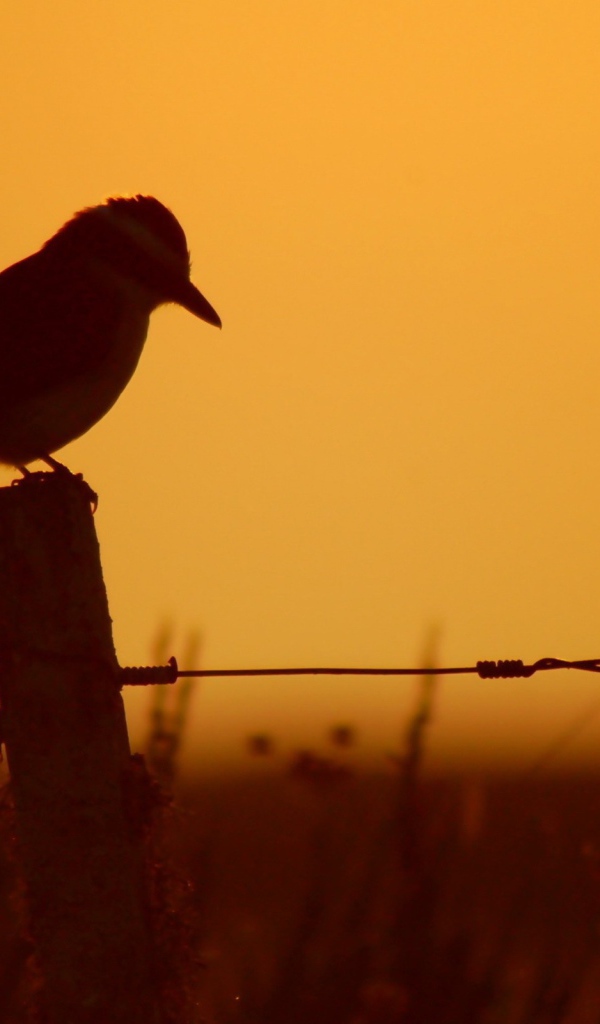 Силуэт птицы на заборе на фоне заката