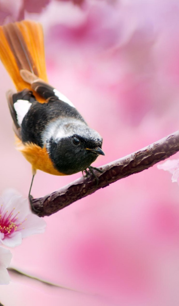 Поющая птица с оранжевым хвостом