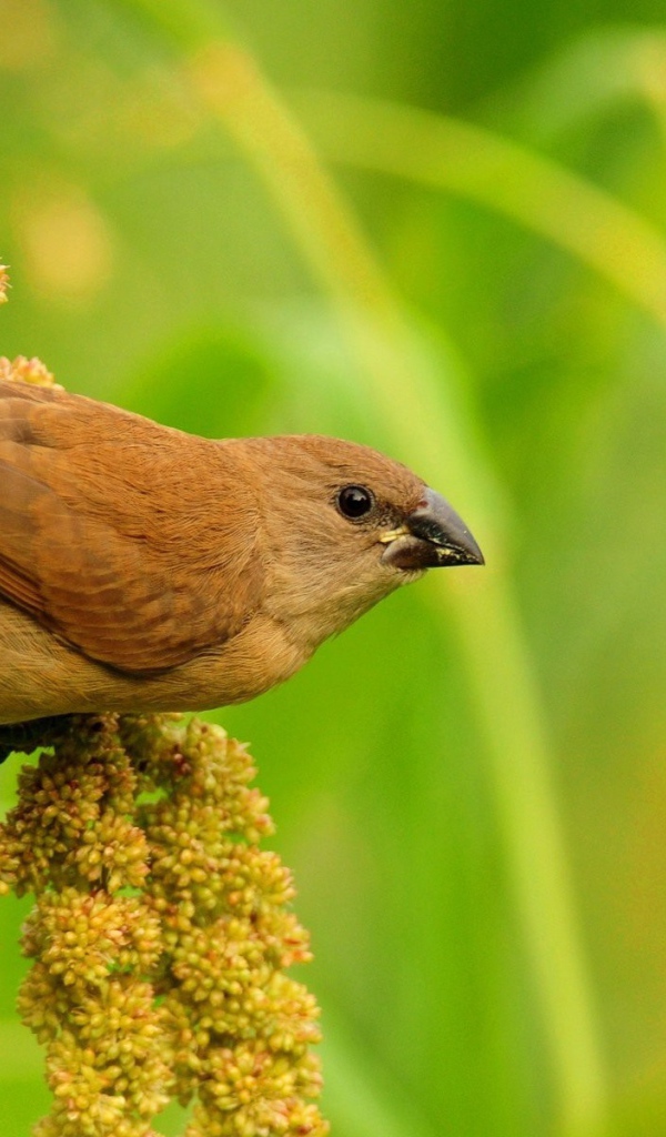 Небольшая коричневая птица на соцветии растения