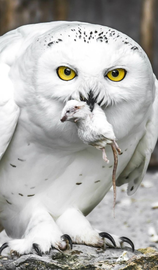Полярная сова с добычей