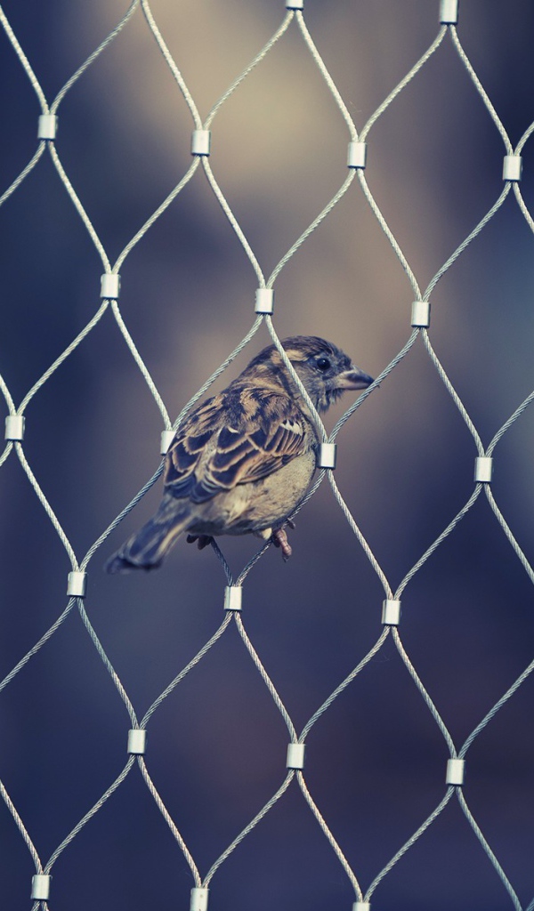 Воробей в ячейке сетчатого забора