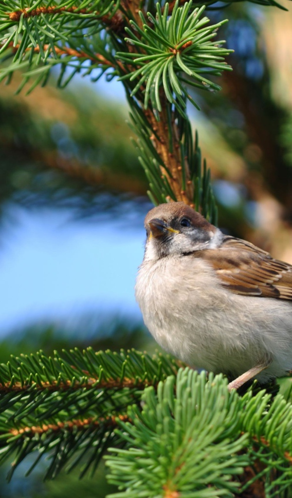 Воробей на еловой ветке