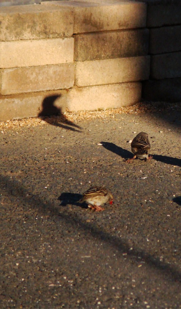 Воробьи ищут чем поживиться