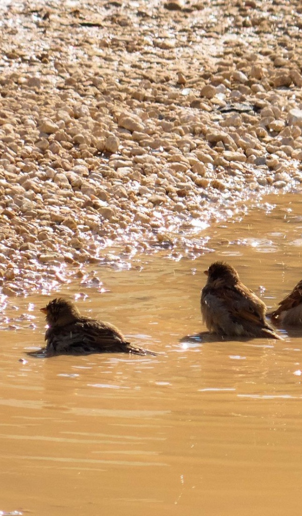 Воробьи купаются в луже