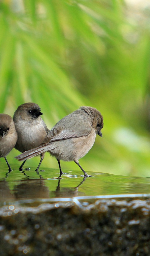 Воробьи на камне