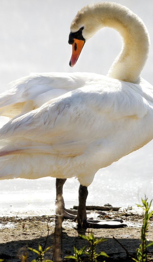 Лебедь ведет своего птенца к воде