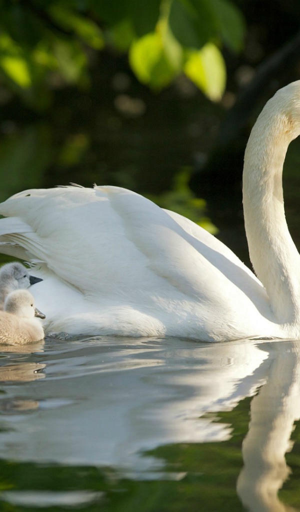 Лебедь с выводком на воде