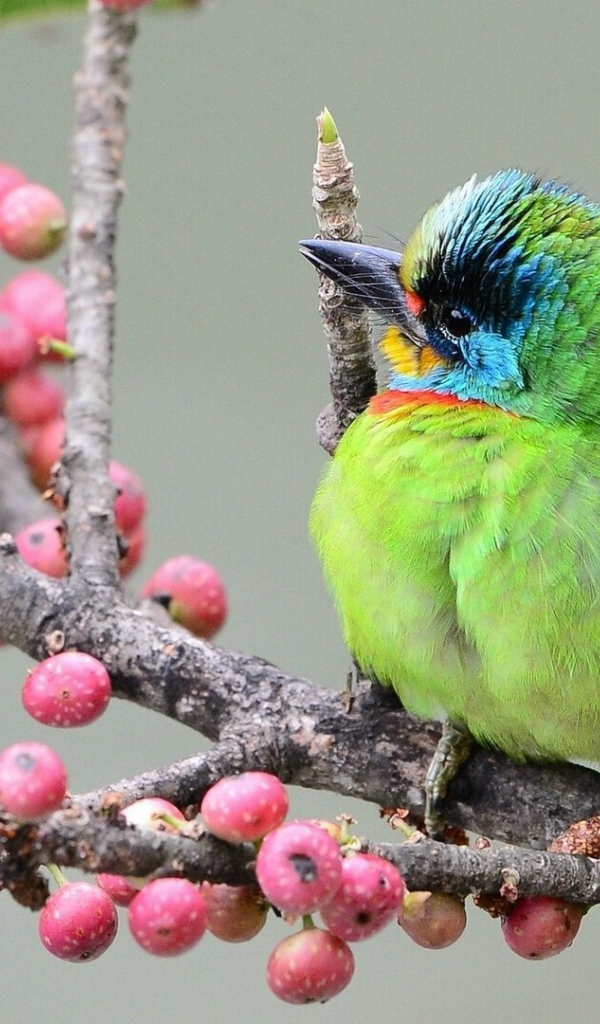Тайваньский чернобровый бородастик