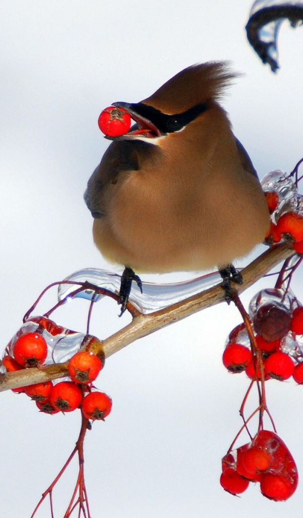 Птица ест рябину