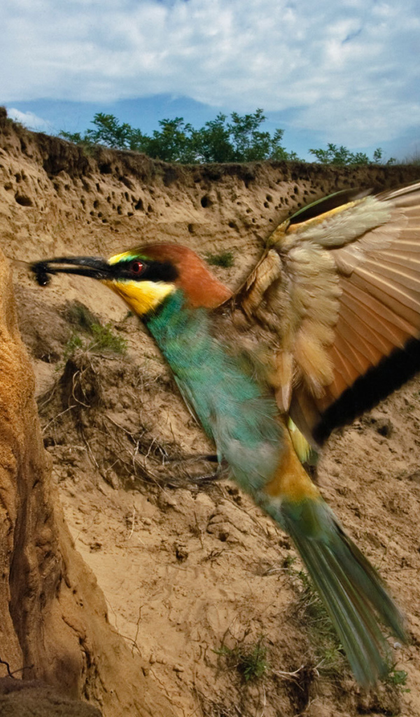 Птица кормит своего птенца