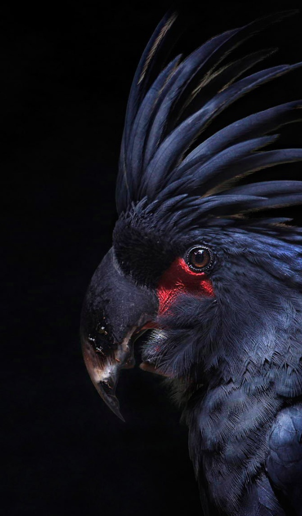 Черный попугай на черном фоне
