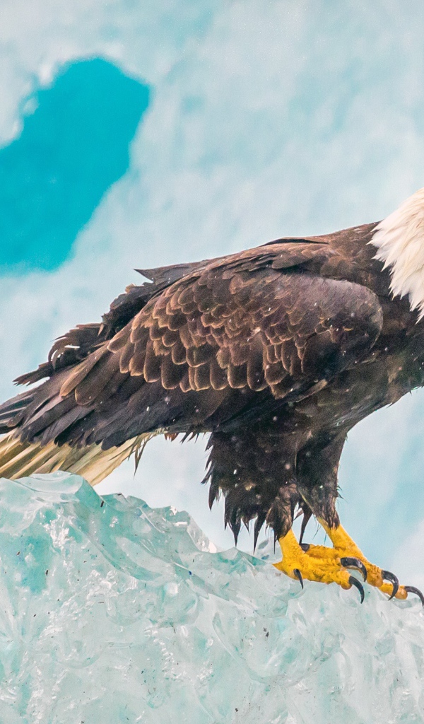 Орел сидит на глыбе льда