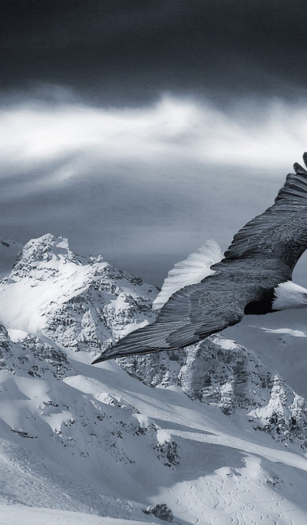 Орел парит в горах