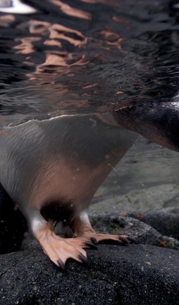 Голова и лапы пингвина под водой